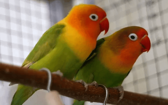 Is the gray-headed peony parrot a protected animal?