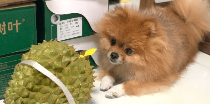 Dogs Can dogs eat durian?