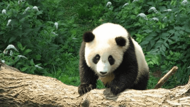 Can giant pandas defeat tigers? The most ferocious side of pandas, the bite force is strong, and the alveolar joints are seamlessly connected.