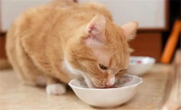 How to tell Cats have poor digestion