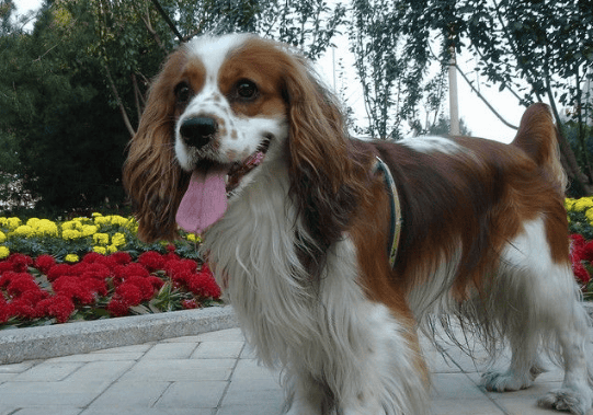 The King Charles Spaniel has a gentlemanly expression on its face