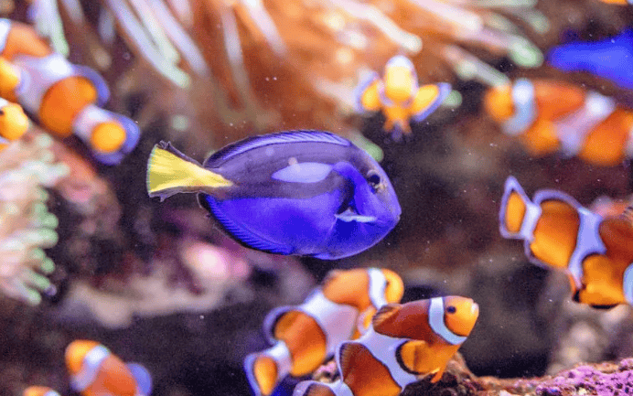 Tropical Fish Breeding Guide: A complete guide from novice to expert