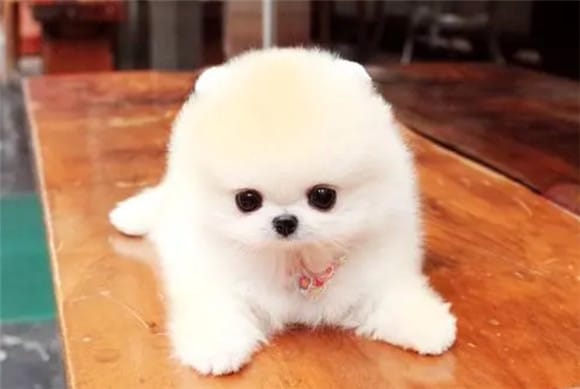 How much does a Pomeranian Junjie price grow in adulthood?