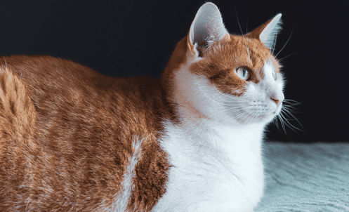 Feline fatty liver Diagnosis, treatment and liver nutritional therapy