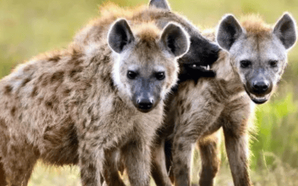 Hyenas and What is the difference between a stupid dog?