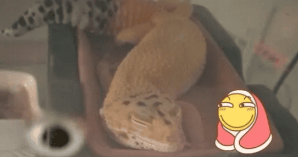 How to judge whether a leopard gecko is healthy?