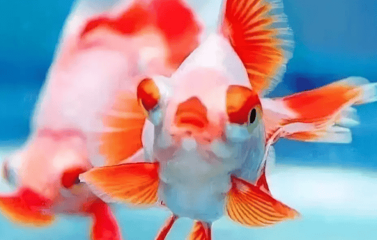 This kind of goldfish is quite legendary. One among millions cannot be inherited stably