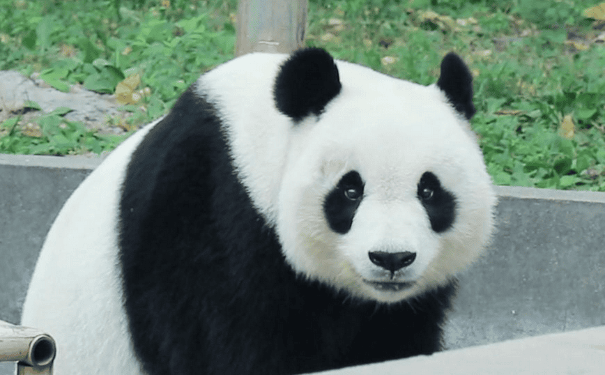  The giant panda has become a symbol of global animal protection