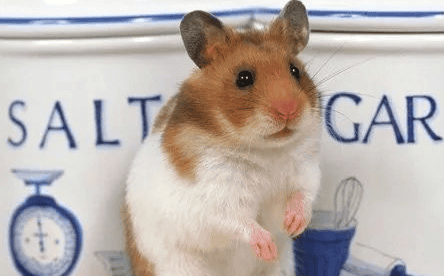 The hamster is too fat, how can I help the hamster lose weight?