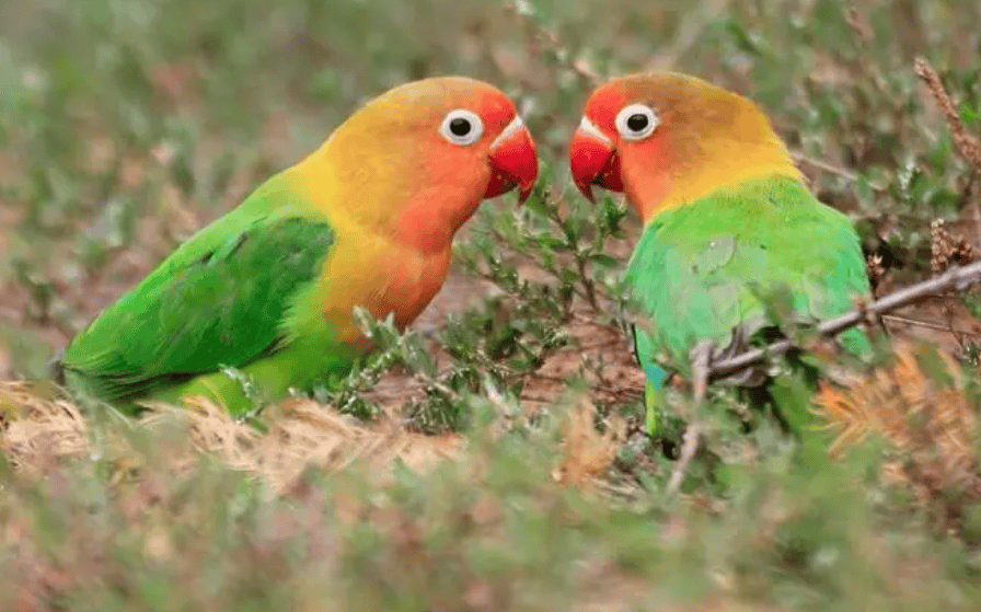 What to do if you accidentally buy a peony parrot