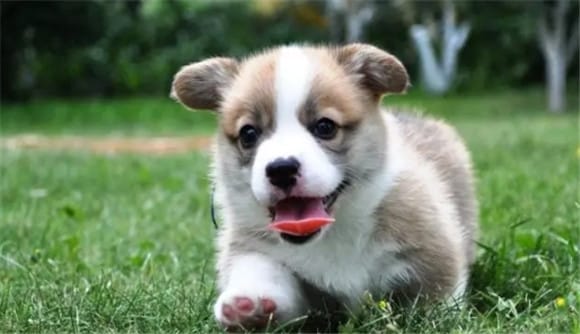 Tell you secretly! Only when Corgi behaves in these ways can he be considered 