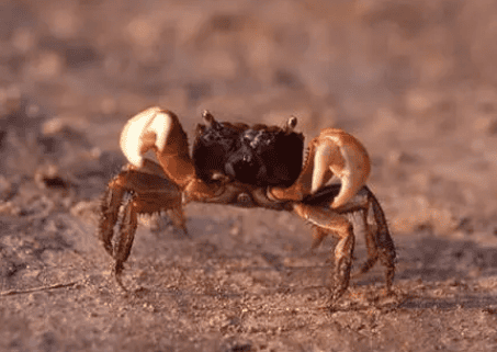 Teach you about the farming methods and precautions of pepper crabs