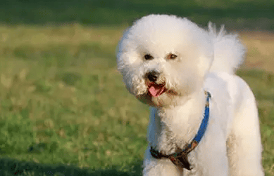 The seven-month-old Bichon Bear has a very small skeleton. It is better to have a bigger skeleton. Small is better? 