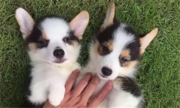 Short-haired female Corgi and long-haired male Corgi