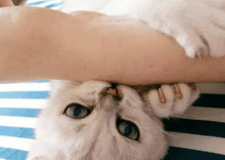 The cat keeps licking the owner's arm