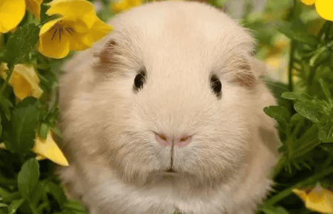 Which country does the guinea pig come from? Don't be fooled!