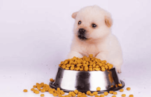 Does puppy food need to be soaked? 