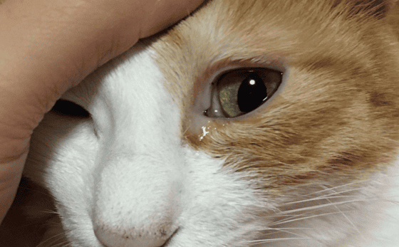 Why is a cat crying in one eye?