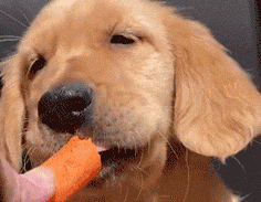 Can dogs eat carrots?