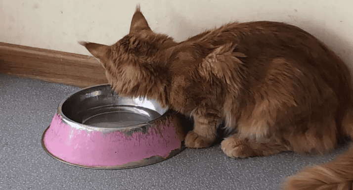  What foods can cause death if cats accidentally eat them?