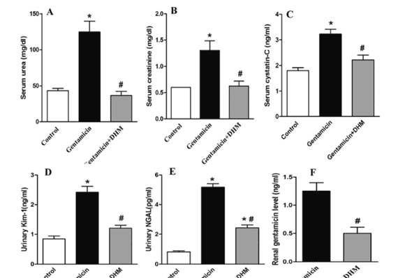 University of Minia: D flavonoids prevent gentamicin-induced kidney damage