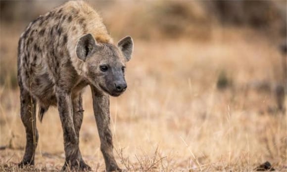 sideburns What is the difference between dogs and hyenas?