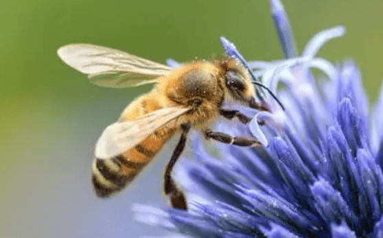 Bee lifestyle and characteristics, different bee species have clear division of labor