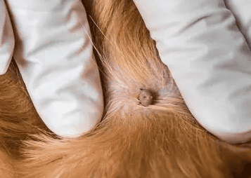 The fastest way to remove ticks on dogs