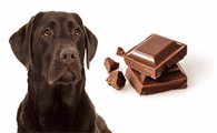 Dogs Can I eat chocolate?