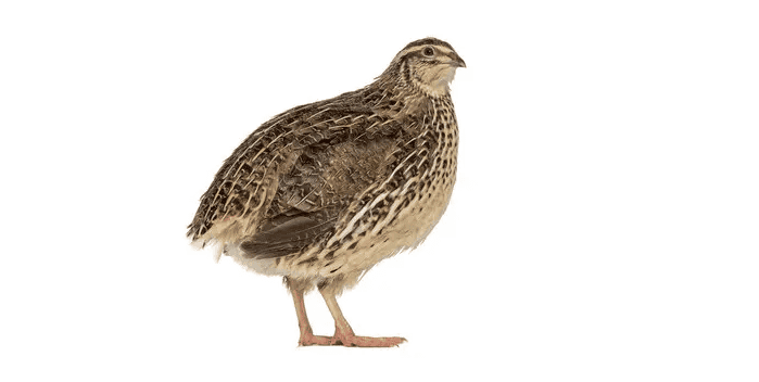 What are the benefits and uses of quail meat? What are the benefits and taboos of quail meat