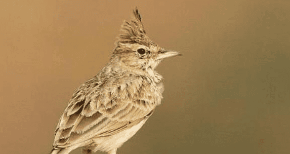 How Find out the temperament of a lark? 