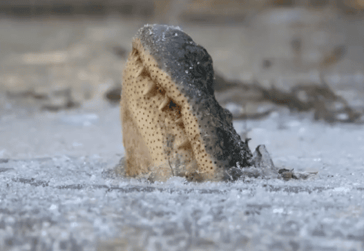 Can a crocodile be revived after being frozen into a popsicle? I advise you not to touch the frozen crocodile's nose! ><p>Frozen crocodile, picture taken from video</p><p>First of all, most crocodiles live in areas with warmer climates. In these places, the temperature is relatively high, and crocodiles are free most of the time. In winter, crocodiles will climb ashore to hibernate, and are less likely to encounter frozen rivers and lakes. Therefore, most crocodiles do not have to worry about being made into popsicles. </p><p>The situation of two crocodiles is quite special. They are the Chinese alligator and the American alligator mentioned in the previous news. Both species of crocodiles are members of the genus Alligator in the family Alligatoridae. </p><p>Alligators are mainly distributed in the middle and lower reaches of the Yangtze River in our country, while American alligators are distributed in the southeastern United States. Although these places are not as icy and snowy as the north, in winter the temperature can still drop to below 10 degrees Celsius or even lower. </p><p>Crocodiles are cold-blooded animals and cannot maintain a constant body temperature. When their body temperature is too low, they need to find a place to hibernate. </p><p>But even for alligators and American alligators, being 