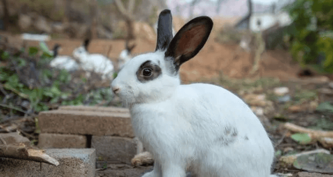 Inventory of Rabbit Types: Get to Know These Cute Furry Friends