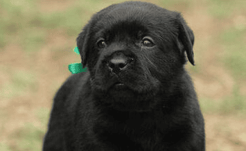 How to choose a Labrador with a stable temperament