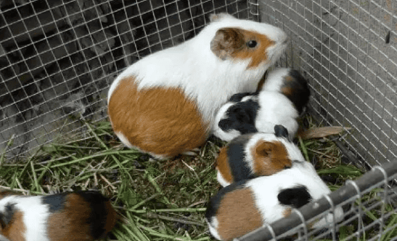 Can I keep cats, dogs and other pets if I am allergic to guinea pigs?