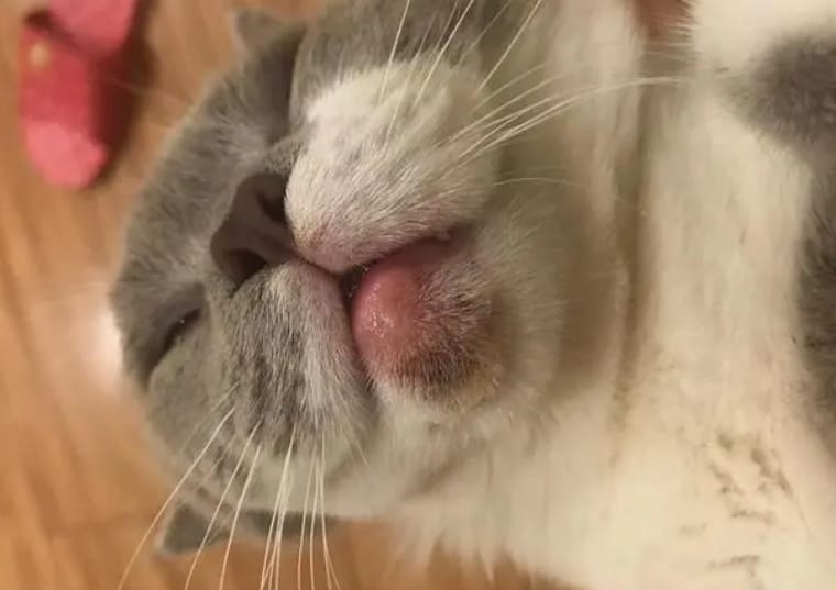 Cat's chin Swelling with pustules