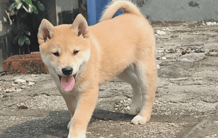 Is a taxi dog with yellow hair and four legs good?