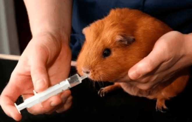 Common diseases and manifestations of guinea pigs (digestive system diseases)