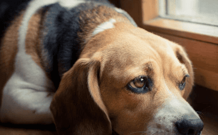 What medicine should be used to remove hair and redness around the dog's eyes