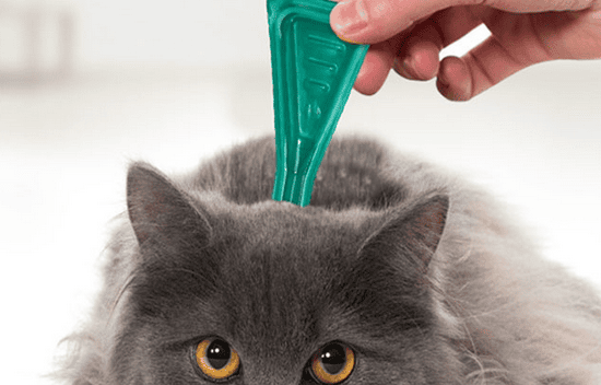 Which medicine is better for external deworming of cats?