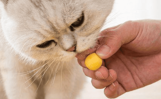 Can cats eat egg yolks? List of 5 benefits for cats to eat egg yolks