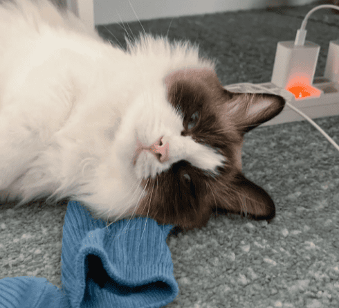 Why do cats like their owner's socks