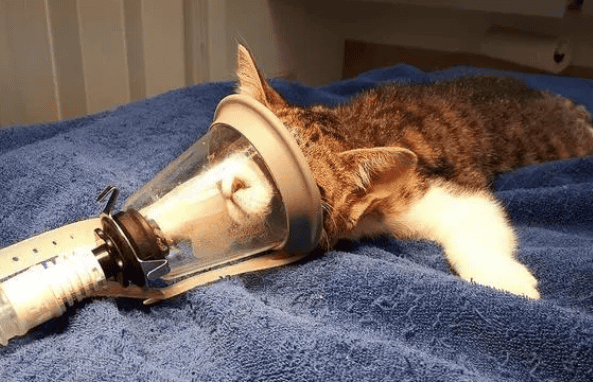 Cat Tracheal Intubation Technology丨Operation Guide and Key Points