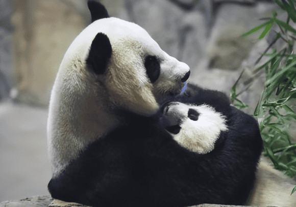 Giant pandas are actually very weak in survival! It's hard to have babies, so why haven't they become extinct yet?