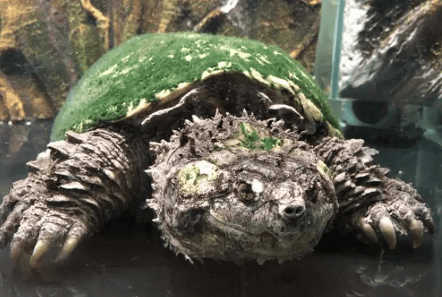 Introduction to crocodile turtles, let's see how much you know~