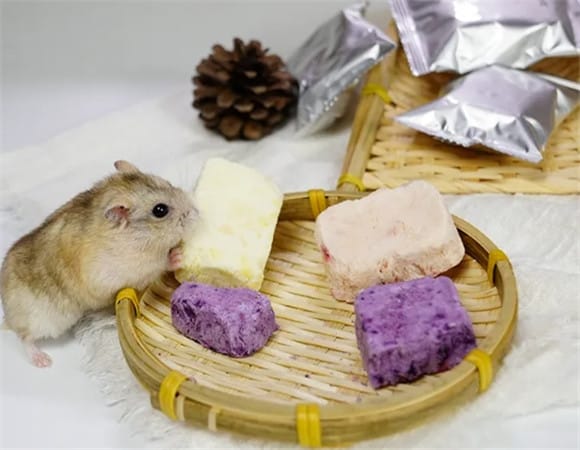 The secret of hamster diet: What do these little guys like to eat? 