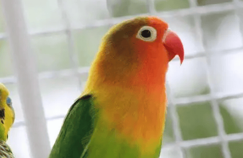 What is the breeding period of peony parrots