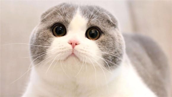 Exploring the Scottish Fold Cat: Elegant as a Highland Elf, a tender companion under the unique ears