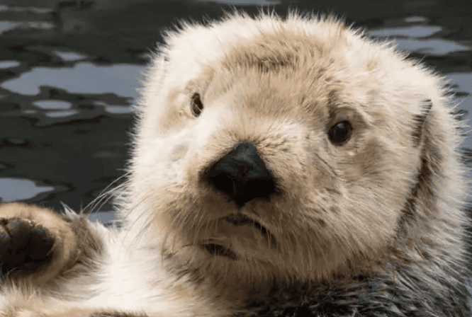 Sea otters: We love rubbing our hands together not just to be cute