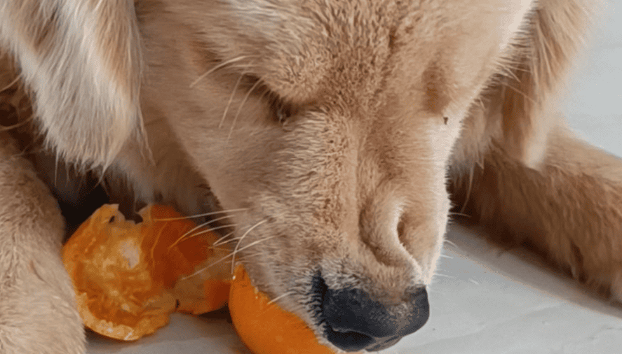 Can dogs eat oranges?